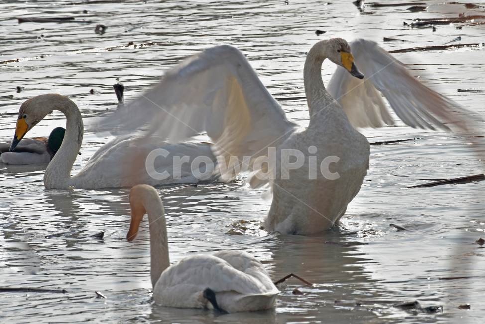 고니,큰고니,겨울철새,철새,물새,조류,오리과,동물,animal,조류,새,birds