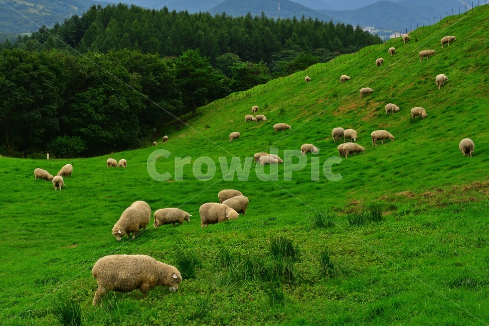 강원도,평창,대관령,양떼목장,field,들,outdoors,옥외,grassland,animal,동물,sheep,양,mammal,포유류,nature,자연,rural,농촌,farm,pasture,목장,ranch,농장,grazing,방목,meadow,목초지,경치,경관,풍경,목축업,목장,livestock farming,ranching,pasture
