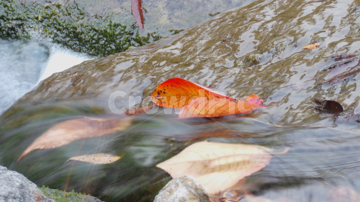 낙엽,나뭇잎,시냇가,물길,잎,물,흐름,자연배경,가을,계절,fall,autumn,season,fish,물고기,animal,동물