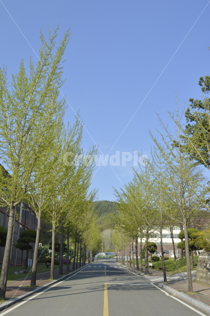 나무,도로,여름,초록,구름없음,맑은하늘,하늘,고요,자연,풍경,nature,landscape,outdoors,옥외,tree,plant,식물