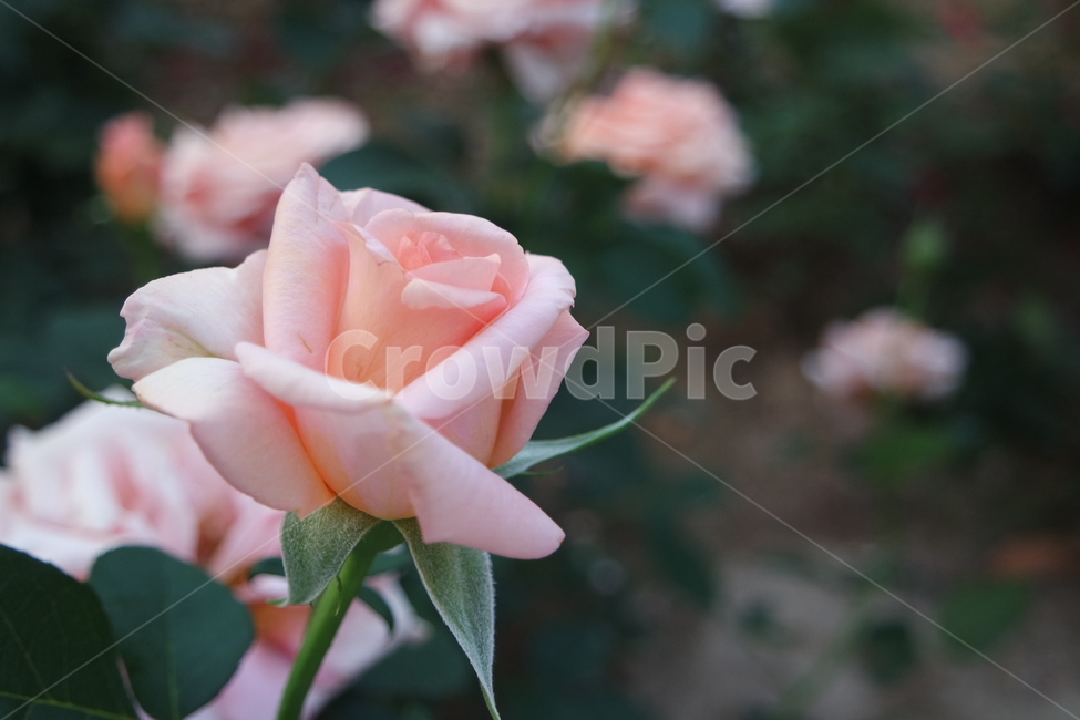 꽃,꽃사진,장미,장미꽃,장미사진,식물,자연,plants,nature,꽃,flower