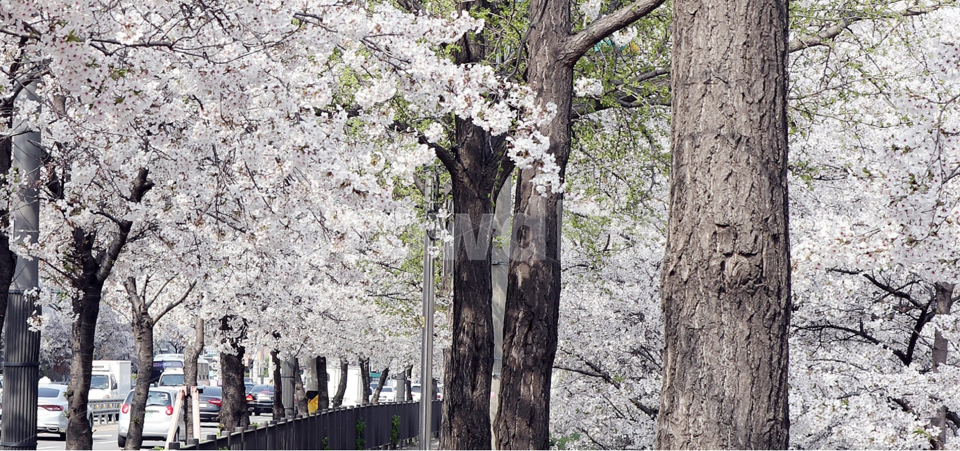 벚꽃,자연풍경,벚꽃거리,꽃,벚꽃나무,불광천,봄,계절,spring,season,식물,자연,plants,nature,나무,trees,wood,plant,blossom,flower
