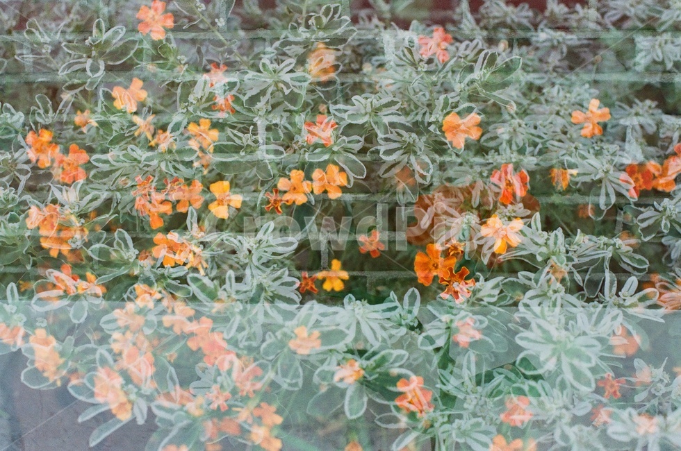 식물,잎,필름사진,다중노출,꽃,가을,식물,자연,plants,nature,꽃,flower