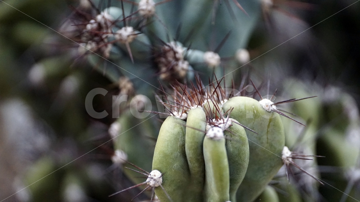 선유도,공원,식물,식물원,온실,화단,선인장,가시,까시,바늘,접사,flower,자연,nature,plants,마크로,macro,클로즈업,closeup,감성,힐링,healing,꽃사진,풍경,landscape,경치,식물,자연,plants,nature