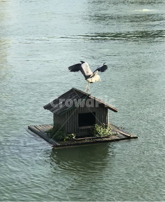 학,새,새집,강,철새,강가,감성,감성사진,동물,animal,조류,새,birds