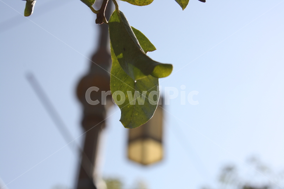 나무잎,잎,초록,하늘,가로수,식물,자연,plants,nature