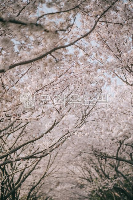 꽃,벚꽃,벚꽃길,raod,flower,봄,spring,봄꽃,cherryblossom,tree