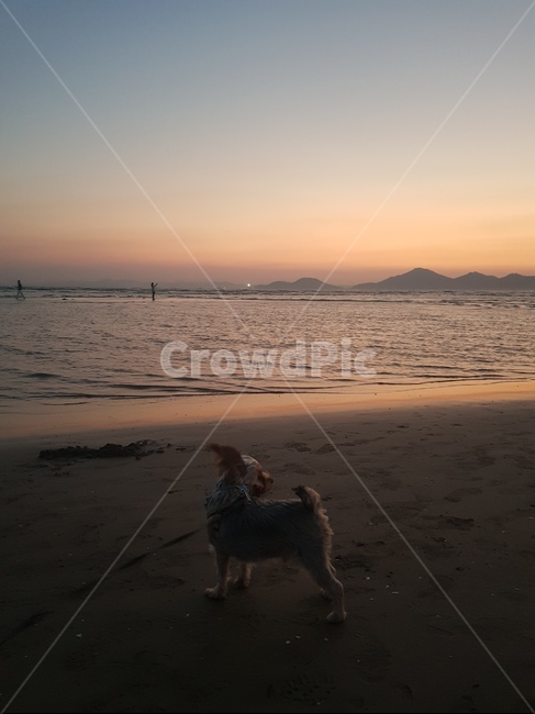 강아지,요키,바다,노을,강아지갬성,해변,바다,beach,sea,동물,animal,포유류,mammal,개,강아지,dog,doggy