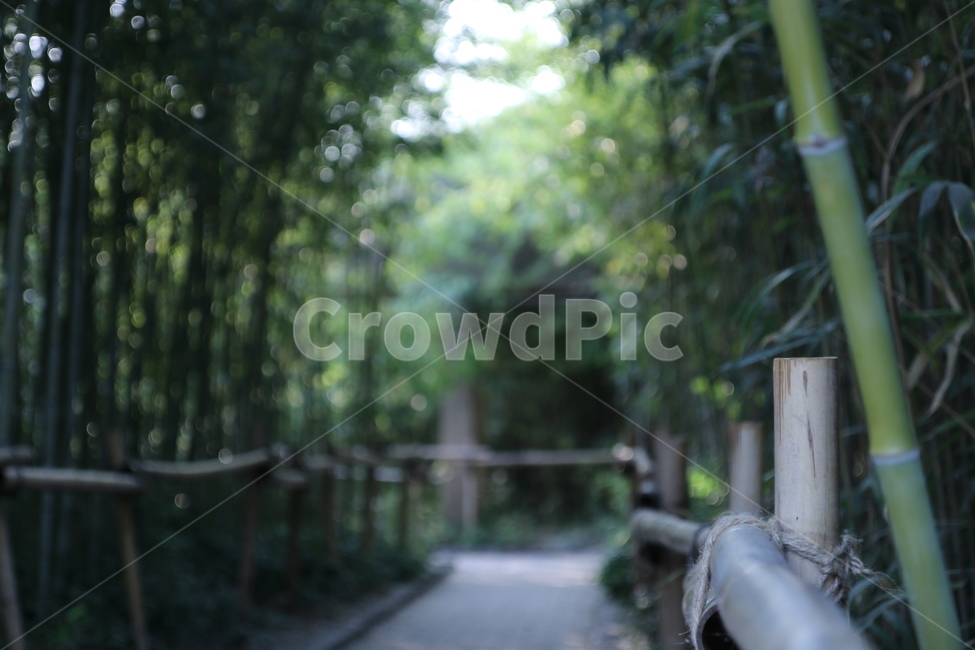 대나무,나무,나뭇가지,밧줄,bamboo