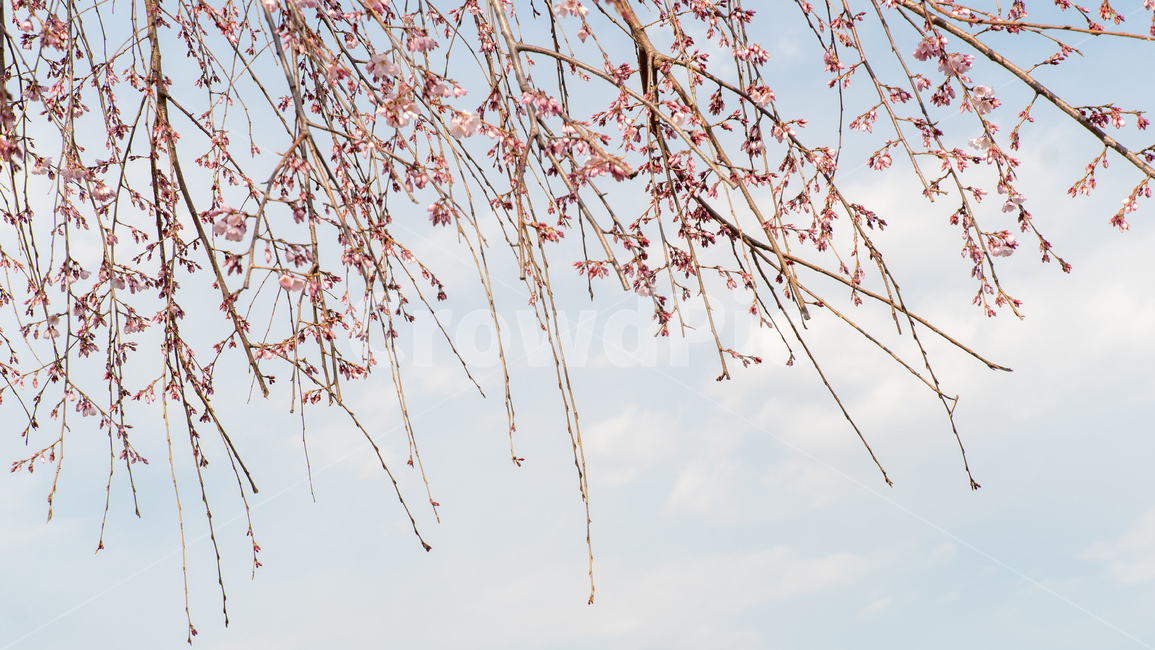벚꽃,봄,벚꽃나무,자연,꽃,flower,spring,파란하늘,식물,푸른하늘,봄,계절,spring,season,식물,자연,plants,nature,꽃,flower,leaf,잎,plant
