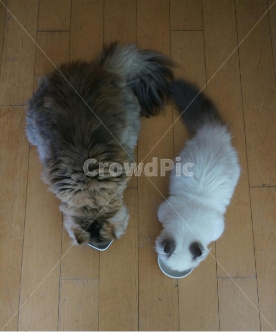 고양이,밥먹기,장판,고양이꼬리,먼치킨