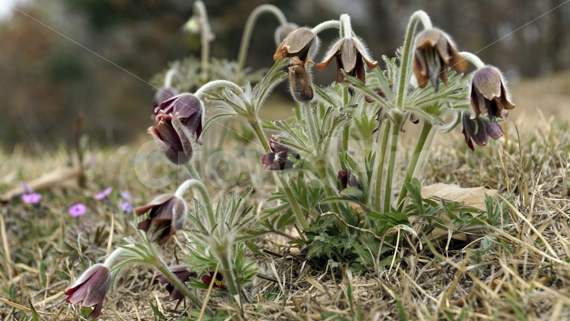 봄,꽃,플라워,spring,flower,봄꽃,식물,자연,이파리,풀,잔디,잔디밭,접사,할미꽃,산,산속,산길,산책,산보,4월,화단,꽃밭,nature,꽃봉오리,식물,자연,plants,nature,봄,계절,spring,season,꽃,flower,plant