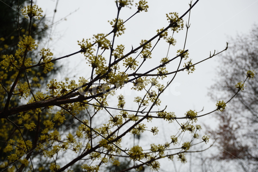 꽃,봄,노란색,흐린날,나무,식물,자연,plants,nature,꽃,flower