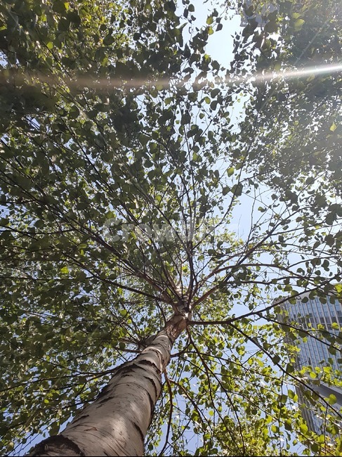 식물,plant,나무,tree,나무줄기,도심속,숲,식물,자연,plants,nature