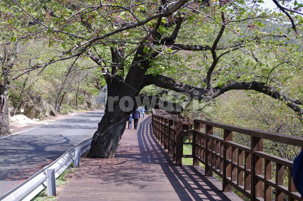 길,벚꽃나무,식물,plant,봄,spring,초록,자연,풍경,nature,landscape,boardwalk,산책로,building,건물,bridge,다리,banister,난간,handrail