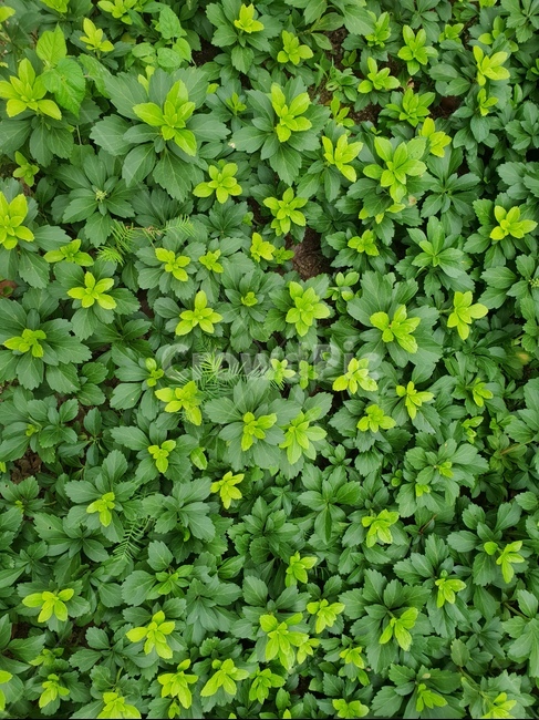 식물,힐링,초록이,자연,싱그로움,숲,식물,자연,plants,nature