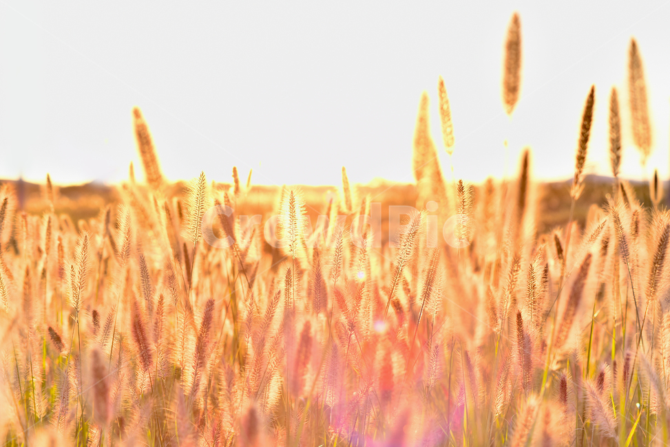 가을,가을배경,감성사진,수크령,석양,일몰,들판,초지,background,season,시즌,계절,야외,옥외,들녘,해질녘,해질무렵,들꽃,식물,야생화,들풀,가을분위기,가을느낌,배경,바탕,백그라운드,green,10월,9월,autumn,fall,plant,blossom,일년초,잡초,목초,grass,솜털,느낌,필링,분위기,emotional,sensible,feeling,가을,계절,fall,autumn,season,자연,풍경,nature,landscape,한국자연풍경,한국자연경관,korea nature landscape,식물,plants,vegetable,야채,food,음식,grain,곡물