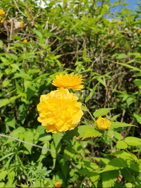 꽃,식물,노란색,초록색,flower,식물,자연,plants,nature,꽃,flower