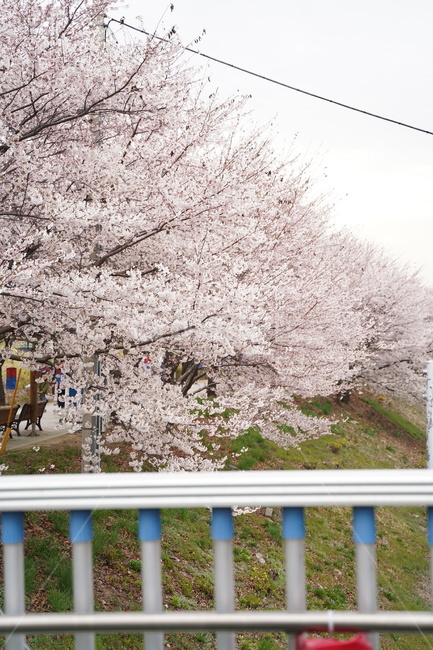 벚꽃,벚꽃나무,벚꽃길,벚꽃천지,벚꽃놀이,봄,계절,spring,season,plant,식물,blossom,꽃,flower
