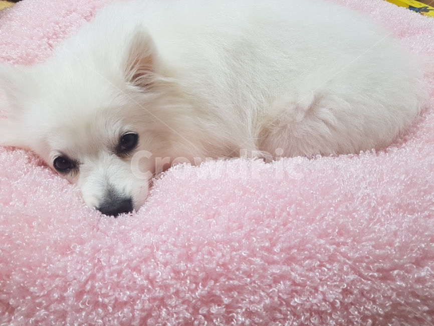 강아지,애완견,재페니즈스피츠,동물,하얀색,개,동물,animal,포유류,mammal,개,강아지,dog,doggy