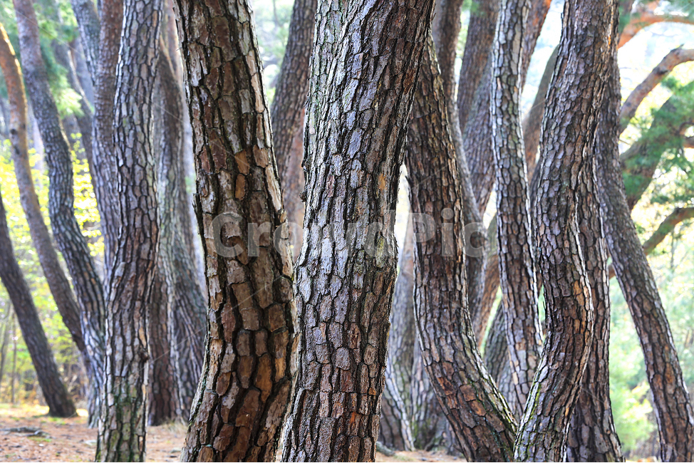 소나무,소나무길,절개,소나무숲,koreanredpine,pine,숲,솔낭구,나무,trees,wood