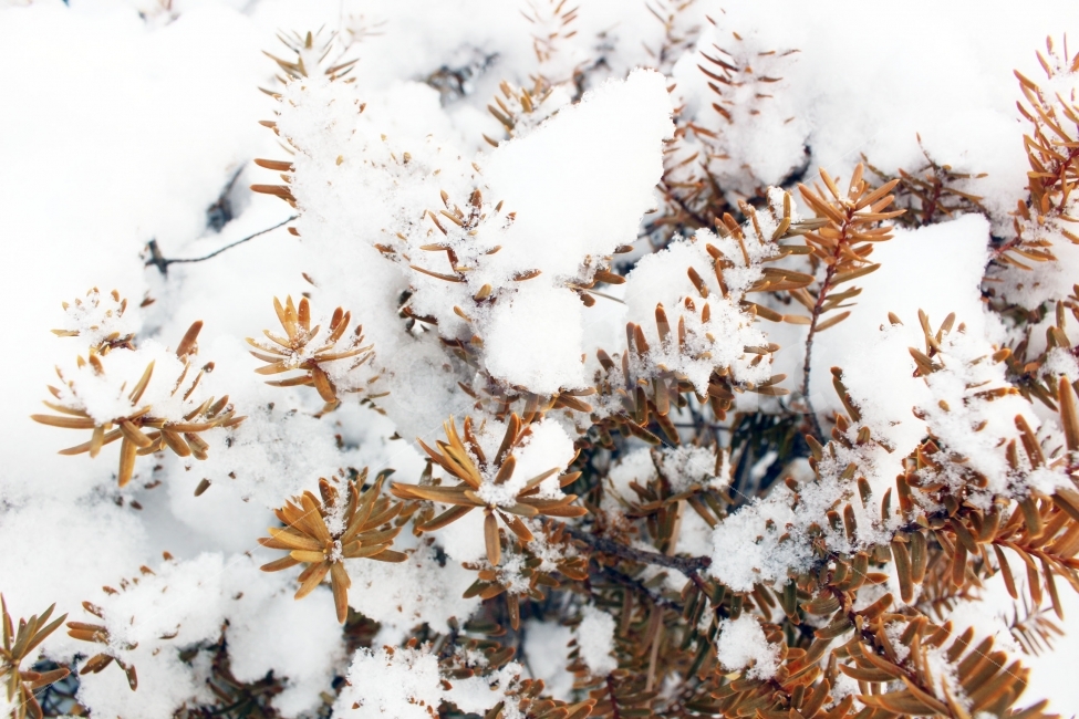 눈,설경,하얀,하얀색,전경,눈송이,나무,나뭇가지,잎,식물,자연,plants,nature,겨울,계절,winter,season