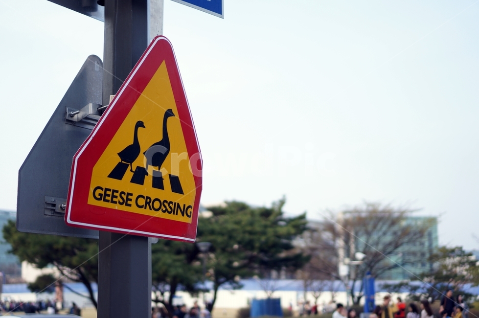 카이스트,트래픽사인,도로표지판,roadsign,거위