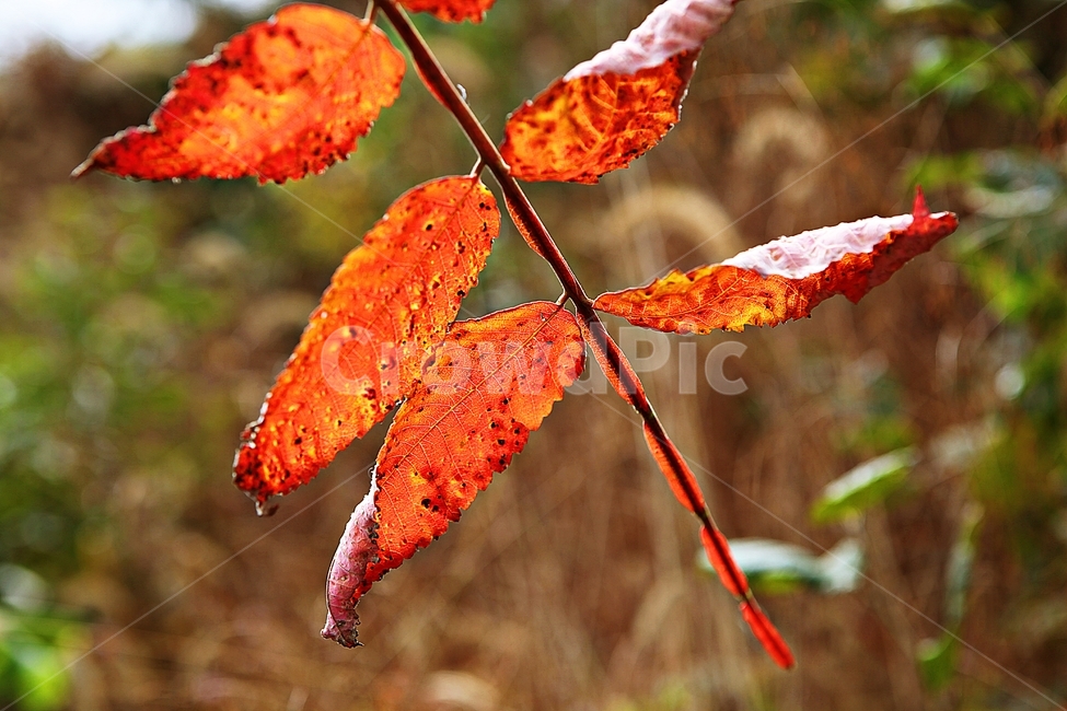 단풍,낙엽,가을,잎,식물,자연,계절,감성,색,색상,나무,공원,가을,계절,fall,autumn,season,leaf,plant,veins,정맥