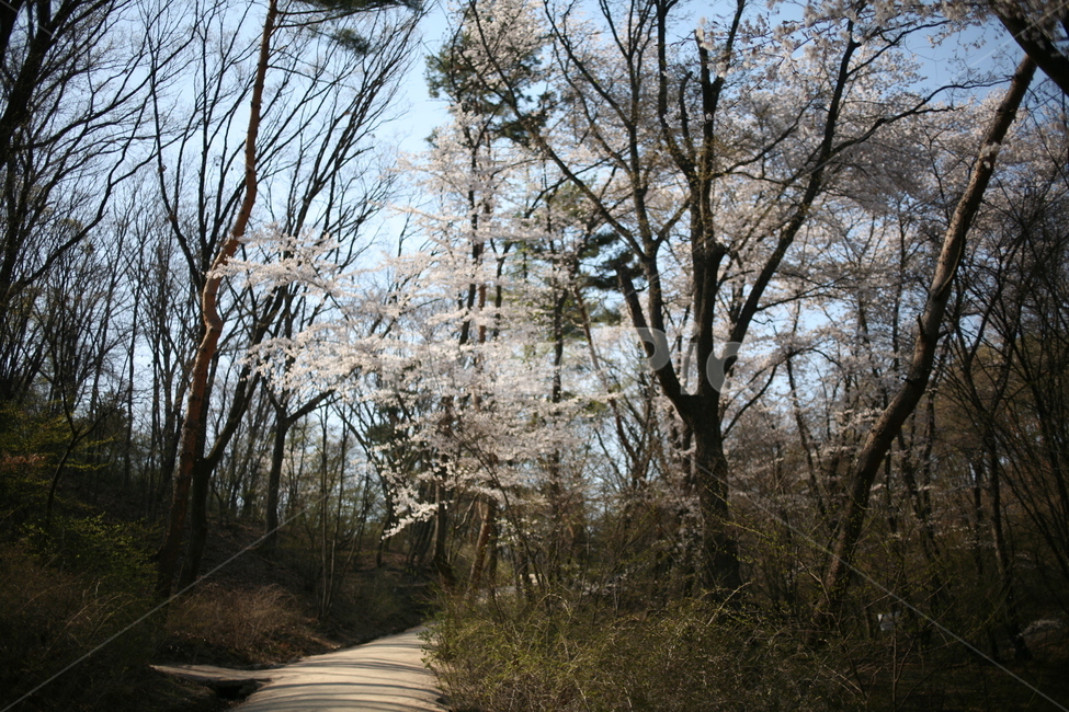 풍경,꽃,벚꽃,봄,나무,tree,flower,cherryblossom,blossom