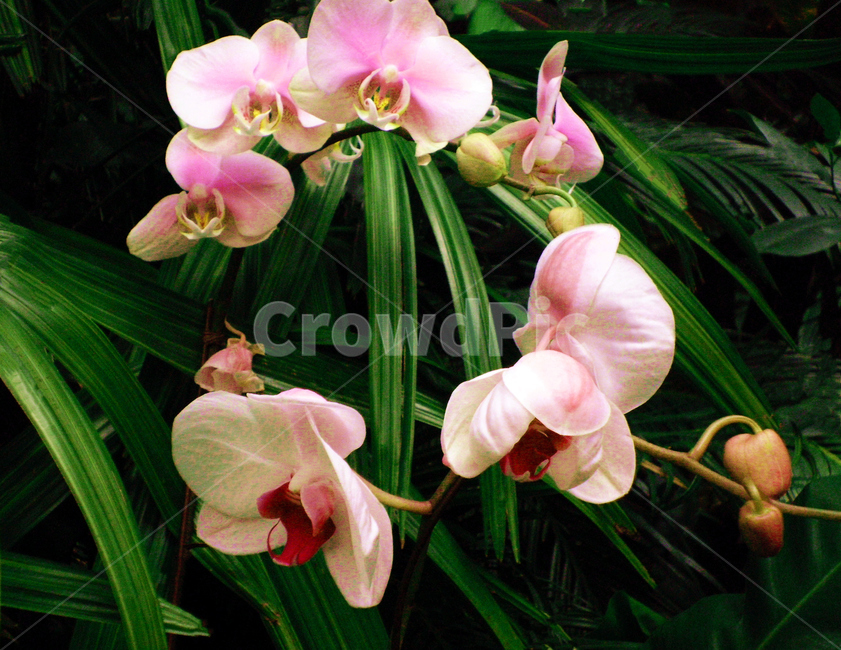 호접란,phalaenopsis,꽃,flower,식물,plant,색상,color,분홍색,pink,식물,자연,plants,nature,꽃,flower
