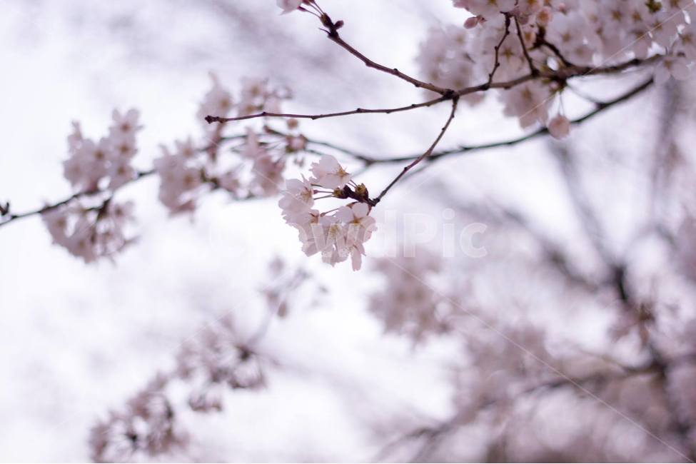 벚꽃,봄,벚꽃나무,공원,꽃,꽃나무,나무,봄,계절,spring,season,식물,자연,plants,nature,꽃,flower,감성,sensible,feeling,plant,blossom