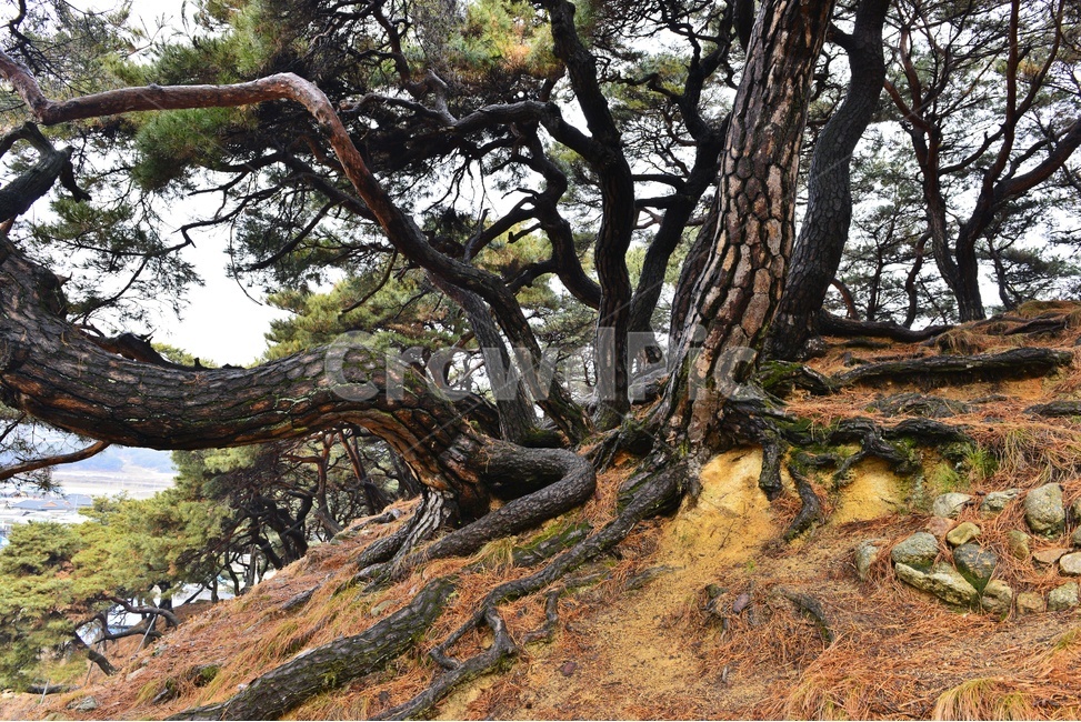 남원,부절리,소나무,나무뿌리,뿌리,tree,나무,treetrunk,나무줄기,plant,식물