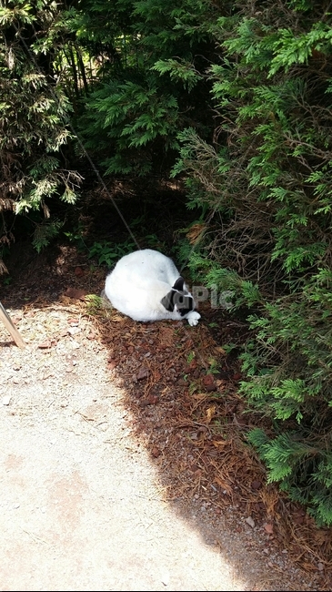 길고양이,길냥이,고양이,풀숲,낮잠,햇살,동물,animal,포유류,mammal,고양이,cat,kitten,kitty