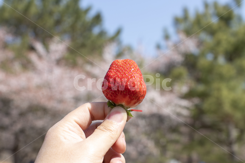 딸기,과일,손,음식,스트로베리,딸기잡은손,딸기한개,음식,식재료,요리,food,cook,meal,dishes,food reserves,과일,열매,fruit