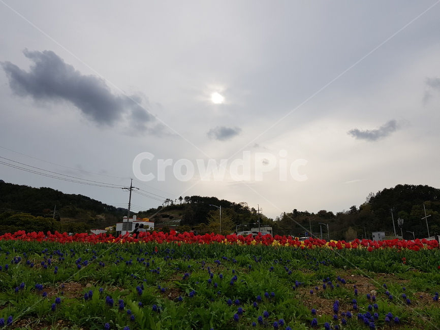 튤립,튤립만발,꽃,빨강,노랑,식물