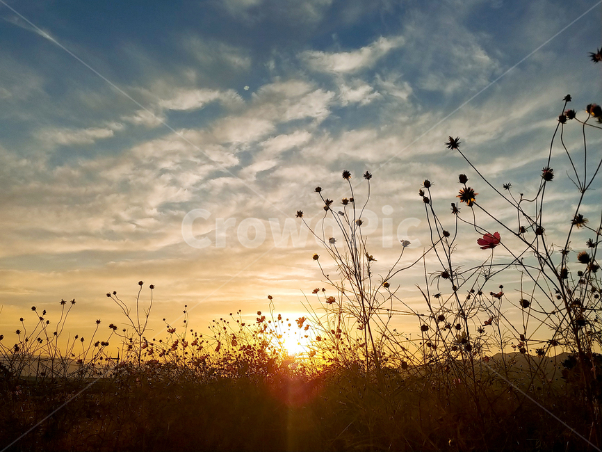 노을,가을,해,하늘,풍경,자연,풍경,nature,landscape,식물,plants,꽃,flower,light,빛,flare,플레어,sunlight,햇빛
