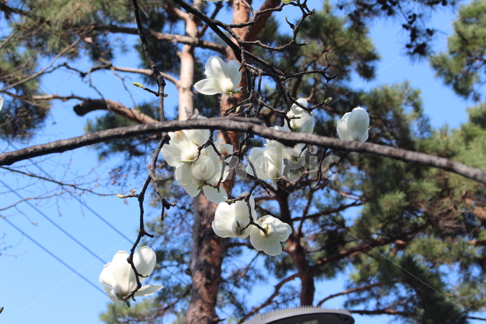plant,식물,flower,blossom,꽃,목련,magnolia