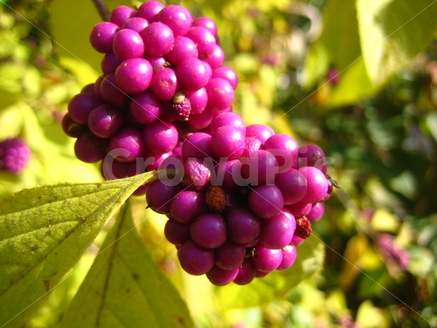 가을,열매,보라빛,항상그렇게있는것은아니다,열심,음식,식재료,요리,food,cook,meal,dishes,food reserves,과일,열매,fruit,색깔,색상,색채,색감,color sense,color sensitivity,feeling of color