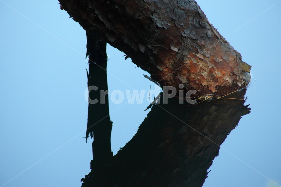 water,반영,위양지,위양못,나무,나무,trees,wood