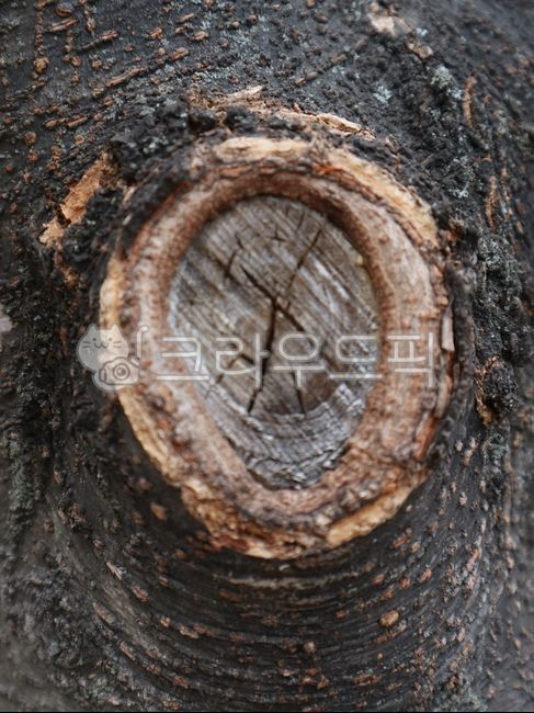 나무, 옹이, 가지자리, tree, knot, 사진,이미지,일러스트,캘리그라피 - joyfulharu작가