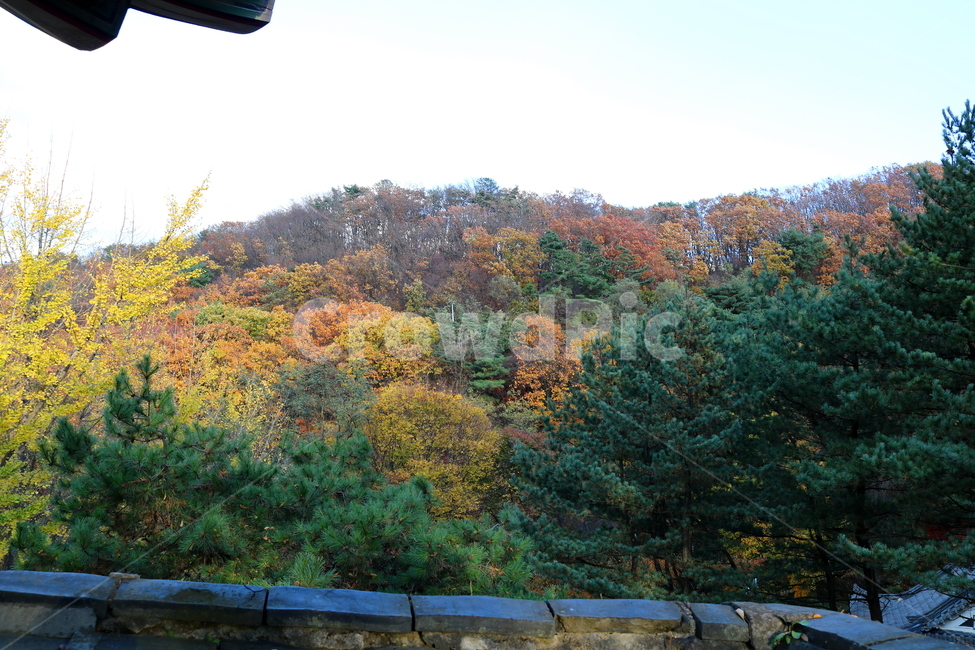 남한산성,산성,성벽,자연,풍경,가을,단풍,나무,공원,가을,계절,fall,autumn,season,tree,plant,식물