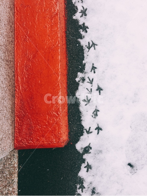 발자국,눈,겨울,새,하얀,겨울,계절,winter,season