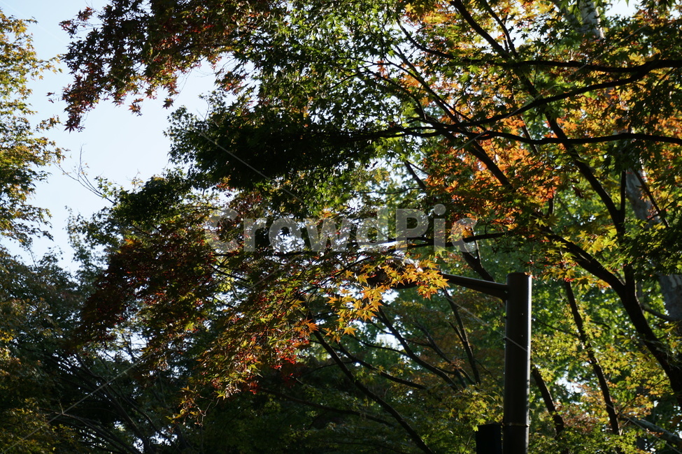 tree,나무,plant,식물,maple,단풍,park,공원,시민의숲,양재시민의숲,양재시민의숲,시민의숲,yangjaepark,yangjae,yanjaeforest,yangjaecitizenforest,가을,계절,fall,autumn,season,tree trunk,나무 줄기