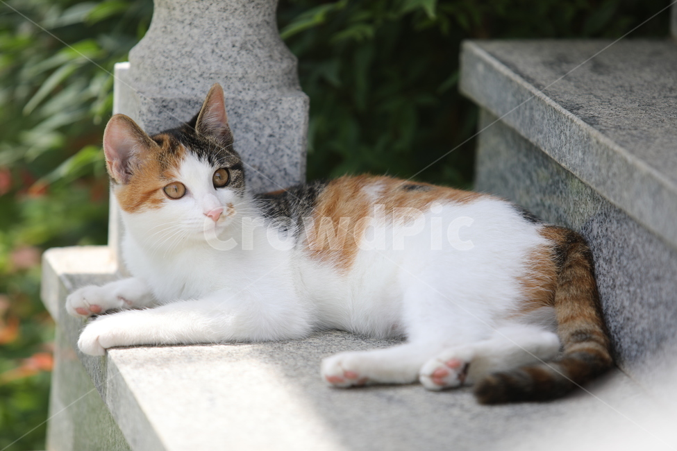 고양이,애완동물,반려동물,동물,cat,반려묘,애완묘,도도함,동물,animal,포유류,mammal,고양이,cat,kitten,kitty