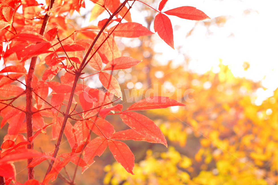 가을,단풍,계절,10월,가을감성,가을분위기,가을느낌,fall,autumn,maple,메이플,단풍나무,가을나무,단풍잎,화려한,background,백그라운드,배경,바탕,가을풍경,leaves,노랑색,주황색,빨강색,레드,red,yellow,tree,colorful,칼라풀,나뭇잎,가을,계절,fall,autumn,season,leaf,잎,plant,식물,나무