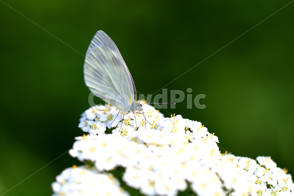 동물,나비,식물,꽃,자연,식물,자연,plants,nature,꽃,flower,동물,animal,곤충,벌레,insect,bug