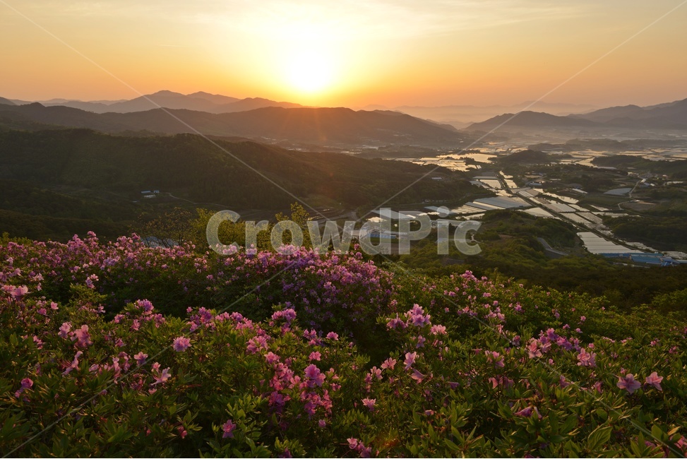 plant,식물,blossom,전북,남원,봉화산,봉화산철쭉제,철쭉,철뚝꽃,철뚝제,봉화산아침,여명,일출,해돋이,flower,꽃,flare,플레어,light,빛,sunlight,햇빛,자연,outdoors,옥외,mountain,산,mountainrange,산맥,slope,경사