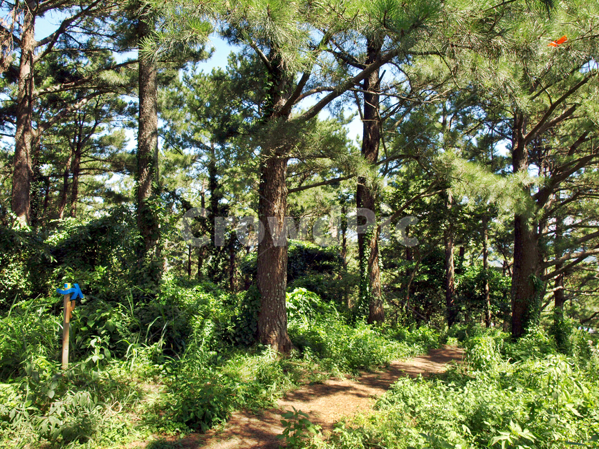수산봉,수산오름,올레16코스,올레,제주,기생화산,물메,오름,숲,화살표,올레표식,자연,풍경,nature,landscape,tree,나무,plant,식물