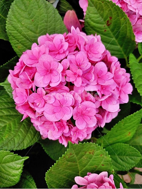 blossom,plant,식물,flower,꽃,수국,bigleafhydrangea
