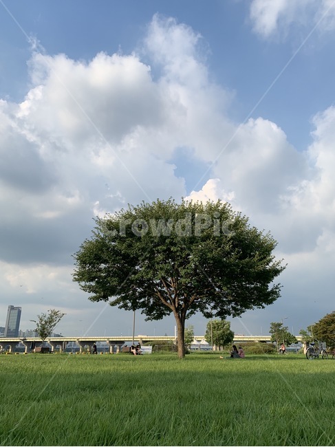 하늘,구름,나무,잔디,자연,한강,다리,여유,tree,식물,풀내음,휴식,날씨
